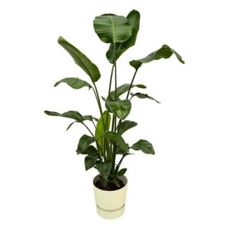 Strelitzia Nicolai incluant elho Greenville Round blanc - 160cm - Ø30