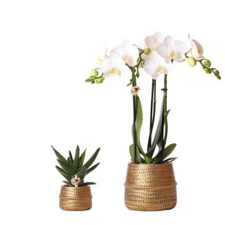 Orchidée papillon Amabilis + Succulent dans un pot doré