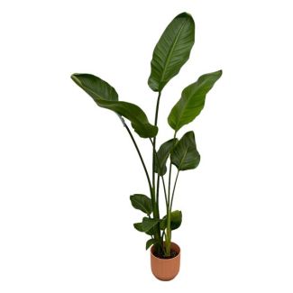 Strelitzia Nicolai avec elho Vibes Fold Round rose - 100 cm - Ø18