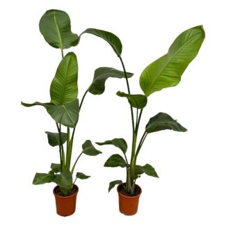 2x Strelitzia nicolai - 100 cm - Ø 17 cm