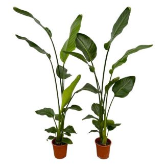 2 plantes Strelitzia Nicolai - 2 plantes d'intérieur - 130 cm - Ø17