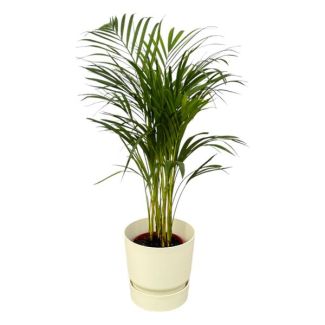 Palmier Areca pour intérieur avec pot Elho Greenville blanc, ↨70cm - Ø19cm
