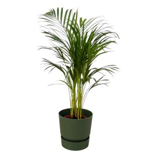 Palmier papillon dans un pot vert, ↨85cm - Ø19cm