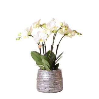 Orchidée Papillon Ghent dans Pot Décoratif Argent