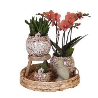 Idée Cadeau ! Ensemble de plantes d'intérieur, Une Orchidée Phalaenopsis Rouge + Succulentes y compris des Pots Décoratifs en Céramique