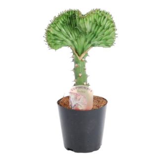 Euphorbia lactea Cristata de 30 cm de hauteur, Cactus corail vert, ø10,5