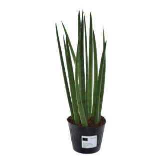 Plante serpent d'intérieur (Sansevieria cylindrica 'Bacularis' / Mikado), 38 cm de hauteur, ø10,5
