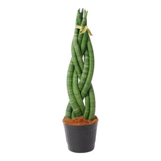 Plante d'intérieur persistante avec une torsion remarquable, Sansevieria cylindrica, 40 cm de haut, ø 10,5