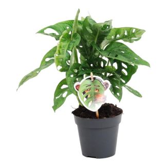 Plante à trous, Feuille de singe