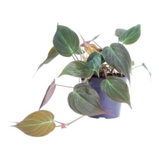 Philodendron velours