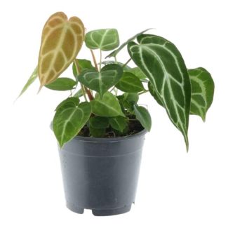 Anthurium Chrystallium de 35 cm de haut pour la chambre, ø12