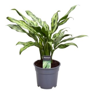 Aglaonema Juliette, plante d'intérieur à faible entretien, 40 cm de haut, ø12 (27793)
