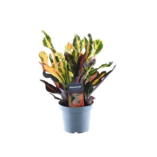 Plante merveille, Croton ‘Mammi’