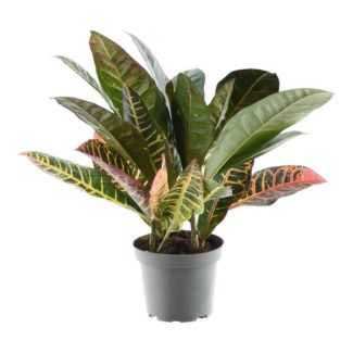Plante merveilleuse, Croton