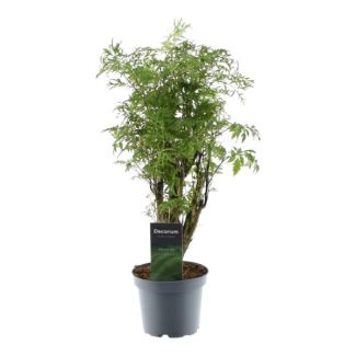 Plante d'intérieur Polyscias Hawaiiana Ming de 45 cm de hauteur, ø12