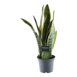Sansevieria Laurentii, Plante d'intérieur à feuilles en forme d'épée, 45 cm de haut, ø12