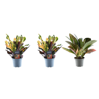 Set de 3 Plantes Merveilleuses
