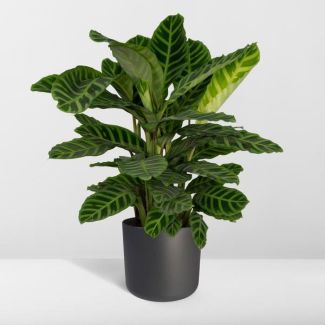 Calathea zebrina (plante paon)