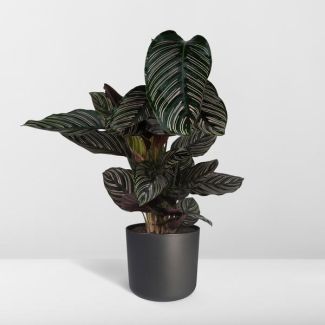 Calathea ornata - Ø 19 cm - H 75 cm
