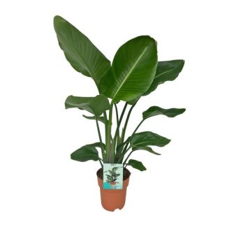 Plante oiseau de paradis blanche, Strelitzia Nicolai, Ø19cm - ↕90cm
