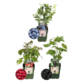 Ensemble de 3 Framboises - Myrtilles - Mûres