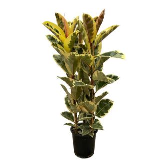 Figuier caoutchouc indien Ficus Elastica Tineke plante d'intérieur, 140 cm de haut, Ø28cm