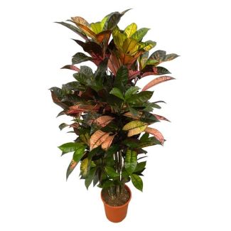 Codiaeum (Croton) Iceton ramifié, 110 cm de haut, Ø21cm
