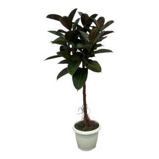 Plante d'intérieur à feuillage persistant Caoutchouc indien (Ficus Elastica Robusta tronc), 130 cm de haut, Ø24cm