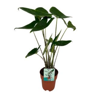 Plante Zèbre, Apparence Tropicale et Exotique, Alocasia Zebrina - Ø19cm - ↕75cm de Haut