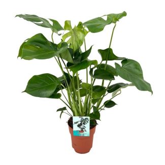 La Plante à Gousses, Plante d'Intérieur Verte, Tropicale, Monstera Deliciosa - Plante à Gousses - Ø19cm - 60cm