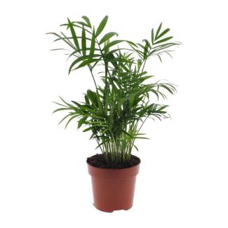 Palmier nain mexicain, Plante d'intérieur, palmier, Chamaedorea Elegans - Ø12 - ↨40cm