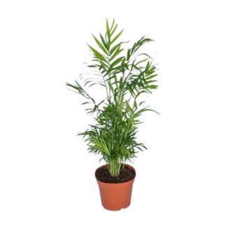 Palmier Nain Mexicain, Plante d'intérieur, Palmier, Chamaedorea Elegans - Ø17 - ↨55cm