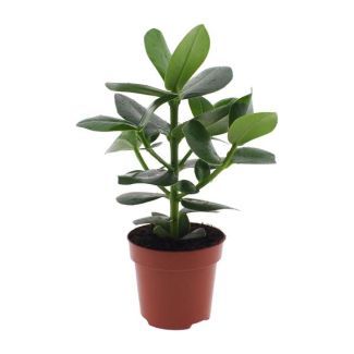 Arbre à signatures / Plante à signatures - Ajout vert aux espaces intérieurs 60 cm Ø12cm
