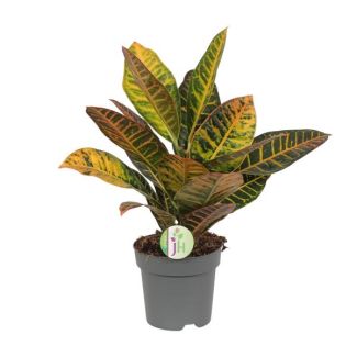 Codiaeum Petra - Croton - Ø 17 cm - H 45 cm