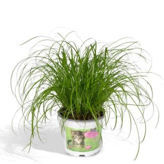 2x Herbe à chat
