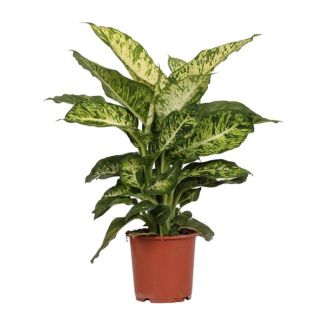 Plante d'intérieur, Feuillage Panaché (Vert, Crème), Dieffenbachia Mars Ø17cm - ↕50cm