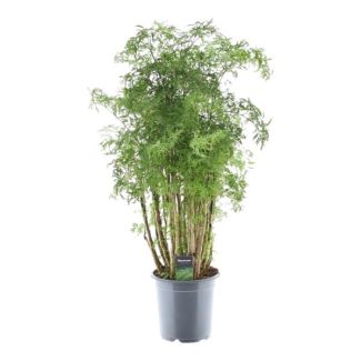 Plante d'intérieur exotique Polyscias Hawaiiana Ming avec une croissance en forme de Ming, 90 cm de haut, Ø24cm