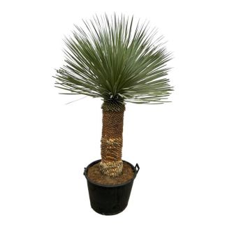 Lys de palm bleu