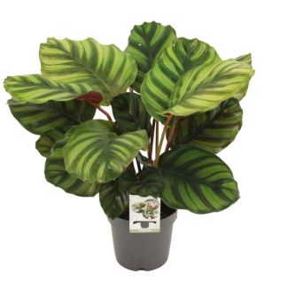 Plante paon
