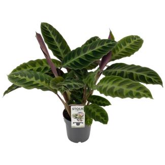 Plante paon, Velours de feuille