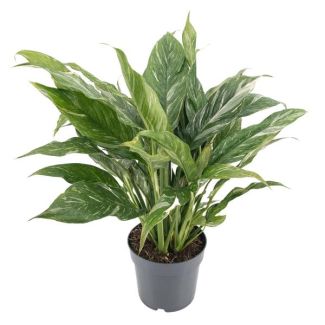 Plante d'intérieur à feuilles variées 'Diamond', Plante verte, Diamond Variegata - Ø14cm - ↕55cm