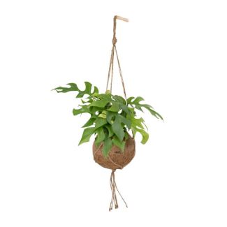 Kokodama Monstera Minima Suspendue - Ø15cm - ↕25cm