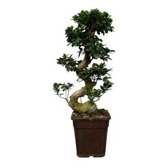 Plante d'intérieur Ficus Microcarpa Ginseng environ 80 cm de haut, Ø26cm