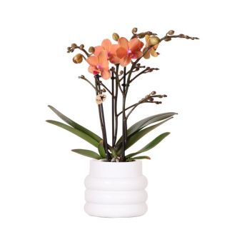 Orchidée Papillon Bolzano en Pot Bubble Blanche