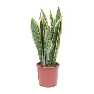 Langue de belle-mère, Plante à bord doré, Feuille en forme d'épée vert foncé avec bord jaune Sansevieria Laurentii - 40cm - ø14