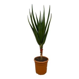 Plante grasse d'intérieur Aloe Barberae, 170 cm de haut, Ø30cm