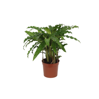 Plante paon Calathea Bluegrass pour le salon, environ 35 cm de haut, Ø12cm