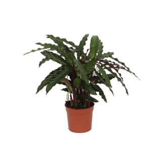 Plante paon Calathea Elgergrass de 70 cm de hauteur, Ø12cm