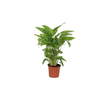 Plante d'intérieur vert clair Calathea Leopardina, Ø12cm, 40 cm de haut