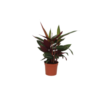 Plante paon 40 cm de hauteur, Calathea Stripestar pour intérieur, Ø12cm